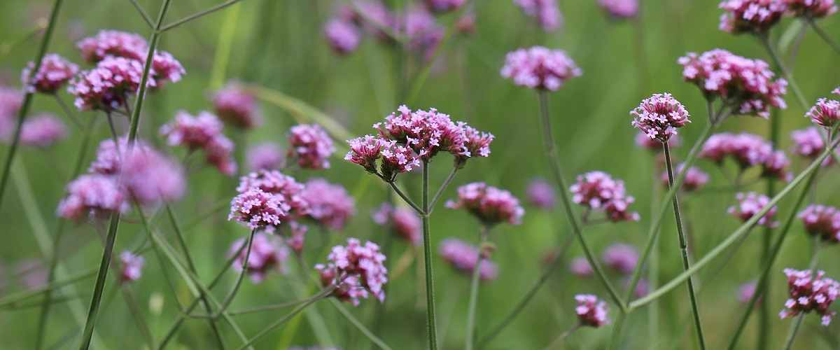 Sporýš argentinský (Verbena)